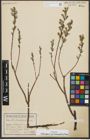 Foto von Salix repens subsp. rosmarinifolia (L.) Andersson